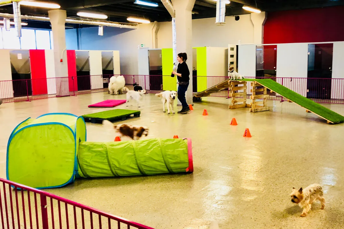 r&oacute;żne typy hoteli dla ps&oacute;w, hotel kojcowy, hotel domowy, luksusowy hotel dla psa