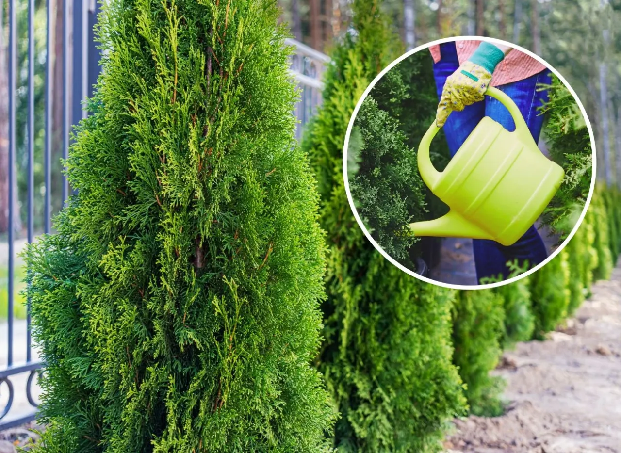 Tuje w ogrodzie, bujna zieleń