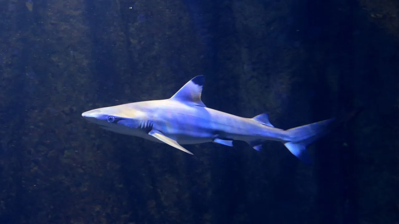 rekin anioł morski kanaryjskie