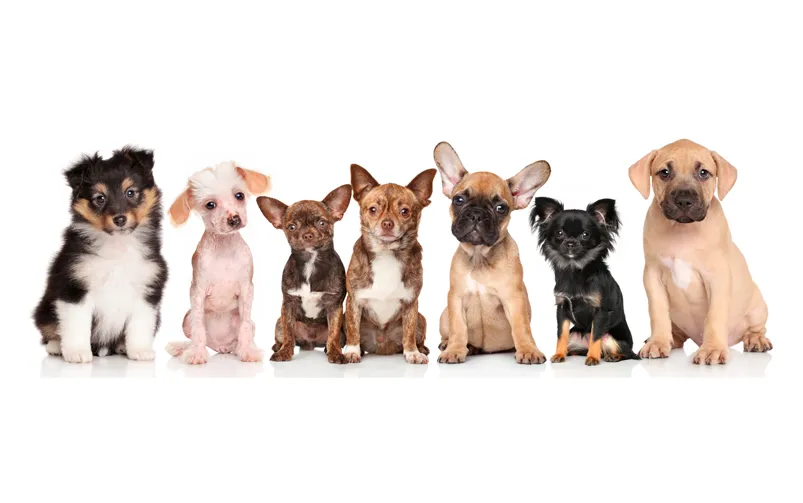 różne rasy psów szczeniaków