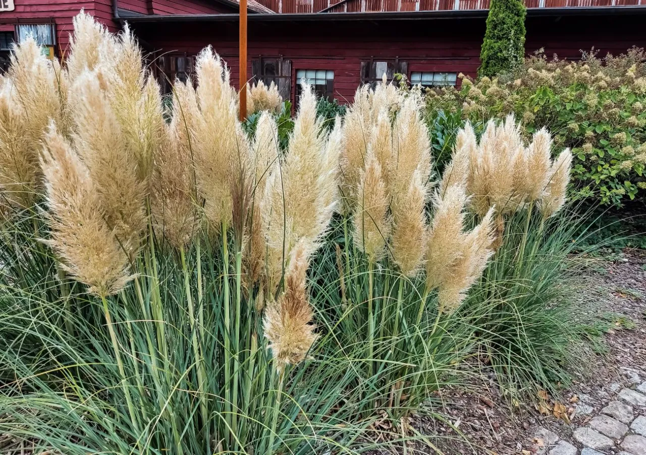 Cięcie i zimowanie trawy pampasowej