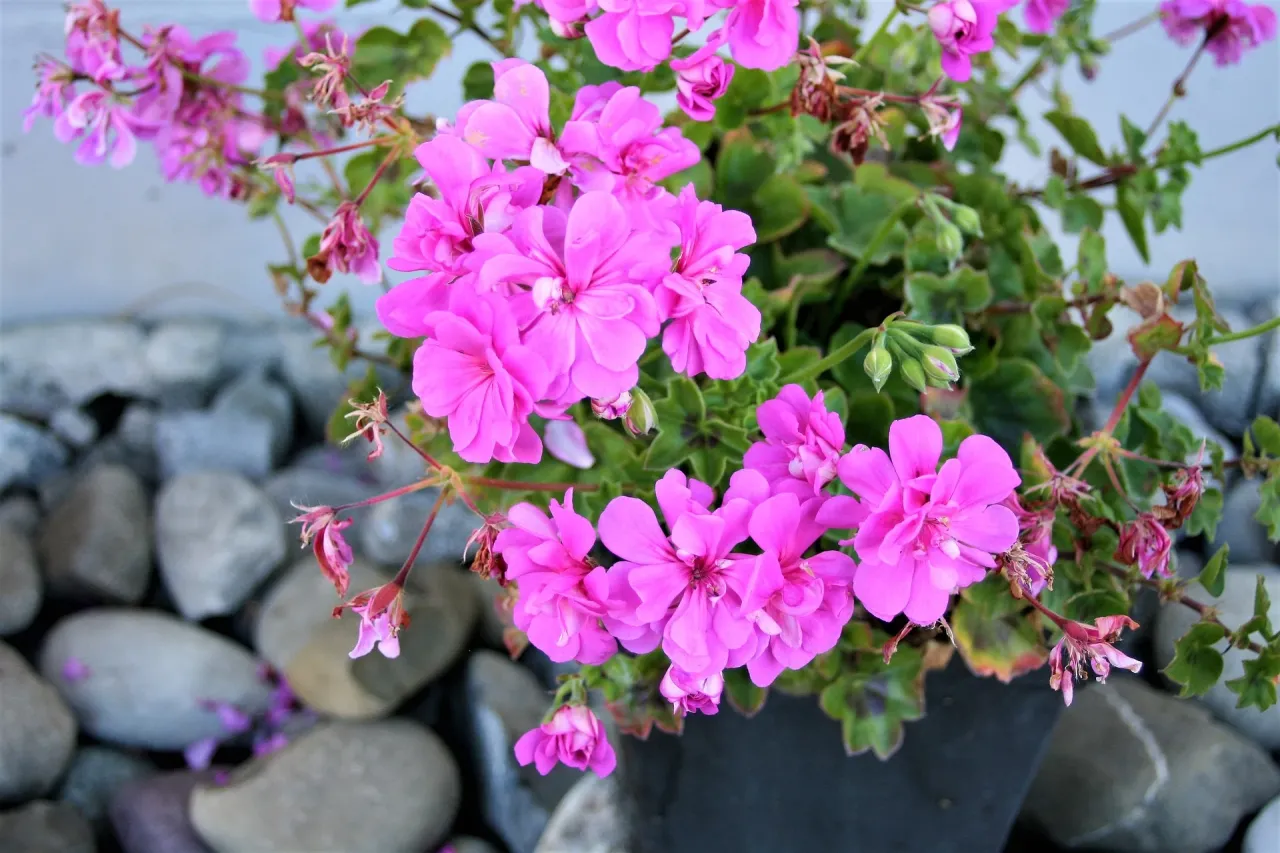 Zdjęcie Do kiedy pelargonie na balkonie? Sprawdź, by uniknąć przymrozków