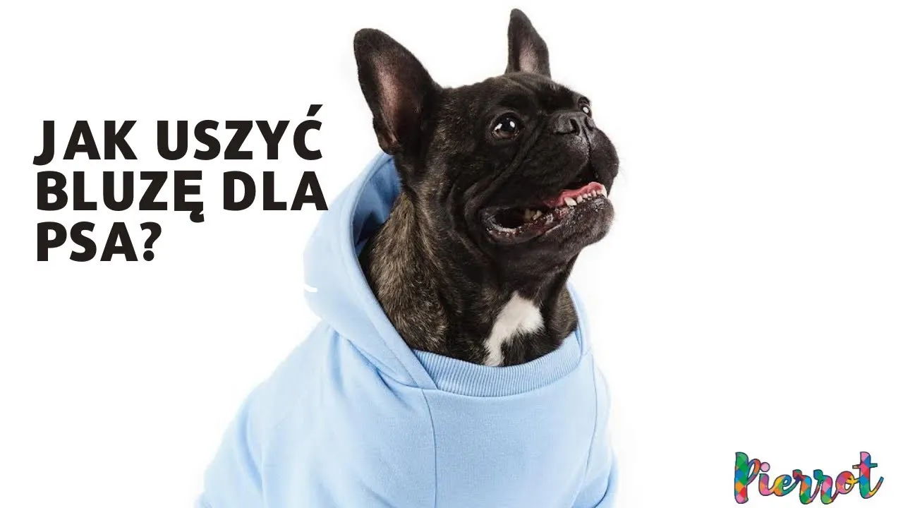 Zdjęcie Jak uszyć kurtkę dla psa - proste kroki, które ułatwią szycie