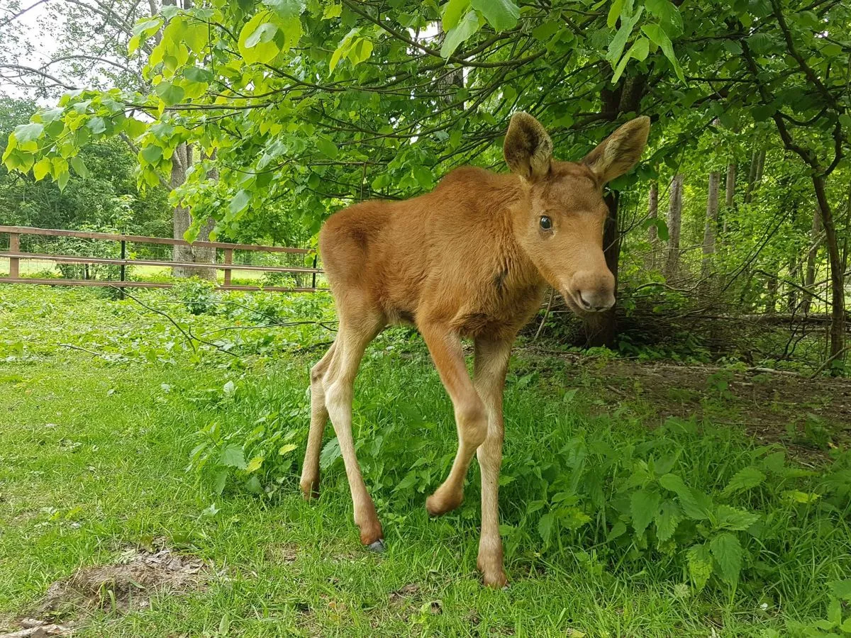 mapa ośrodk&oacute;w rehabilitacji dzikich zwierząt w Polsce GDOŚ