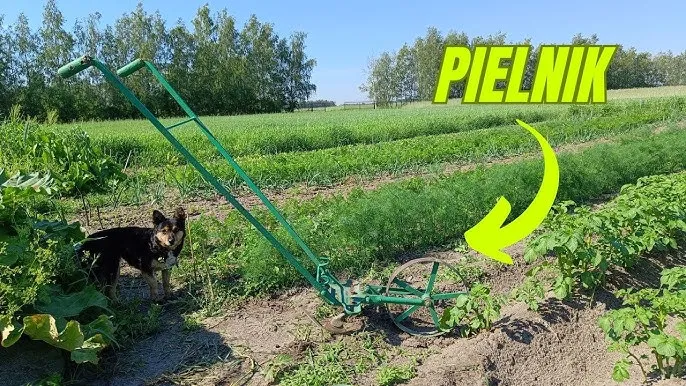 pielenie ręczne mokrzycy w ogrodzie