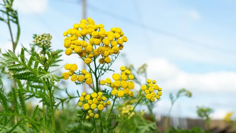 wrotycz pospolity roślina
