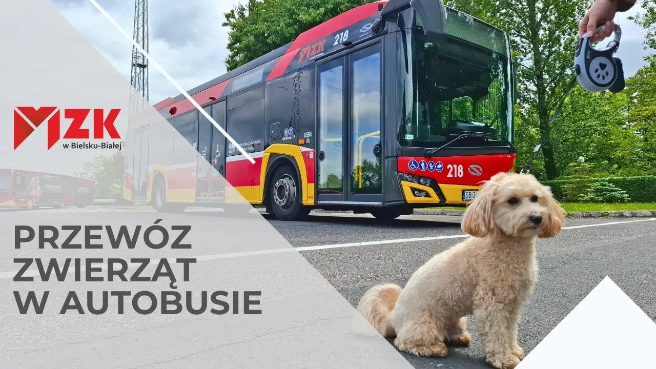 zasady przewozu psów komunikacja miejska polska