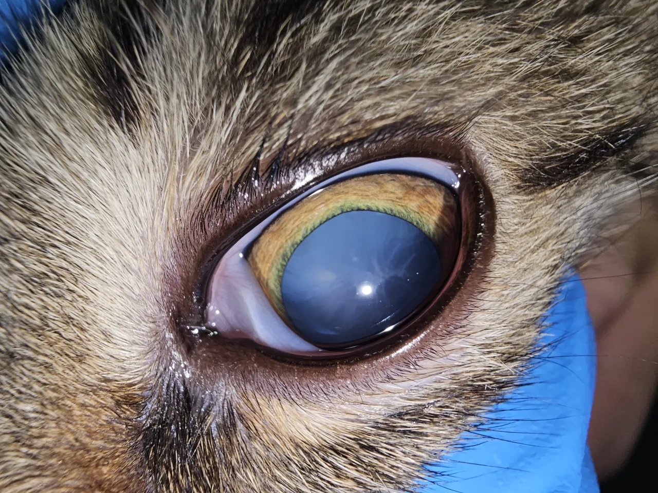 kot z zaćmą, oko kota zaćma