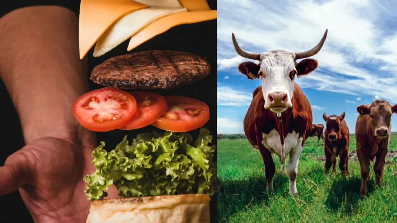 Porównanie emisji metanu krowa samochód