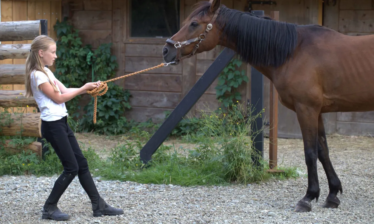 Koń płoszący się, instynkt ucieczki