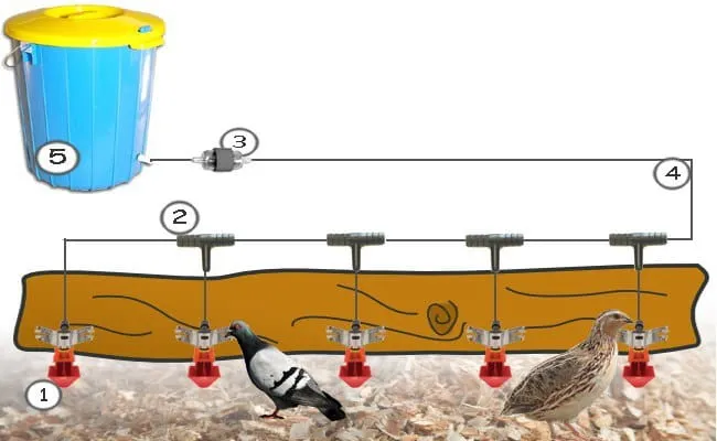 Gołąb pije wodę z poidła