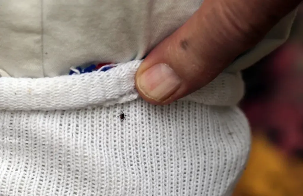 Kleszcz na ubraniu