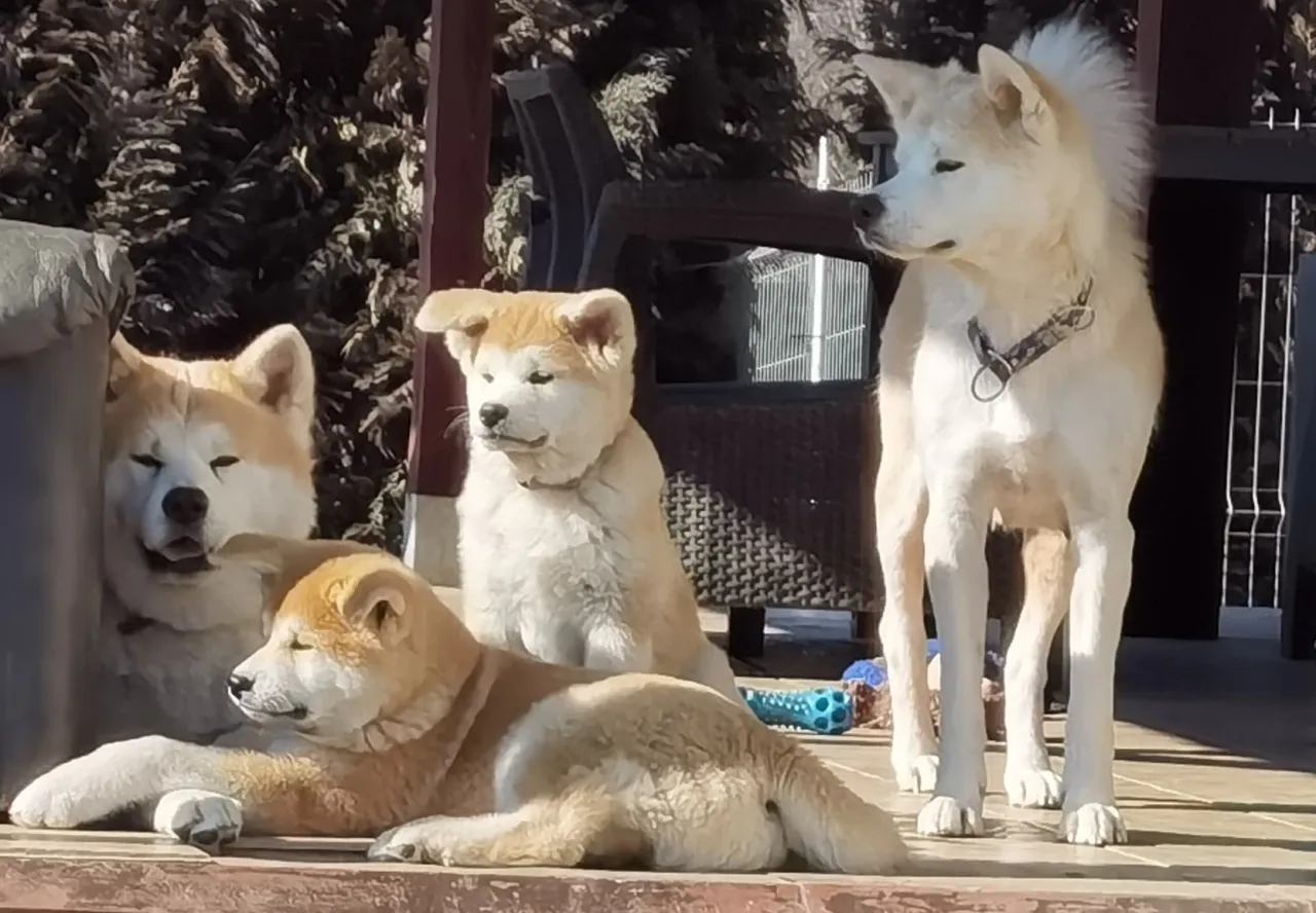 Cztery akity, w tym szczenięta, odpoczywają na werandzie. Czy akita jest groźna? Te psy wyglądają na spokojne i przyjazne.