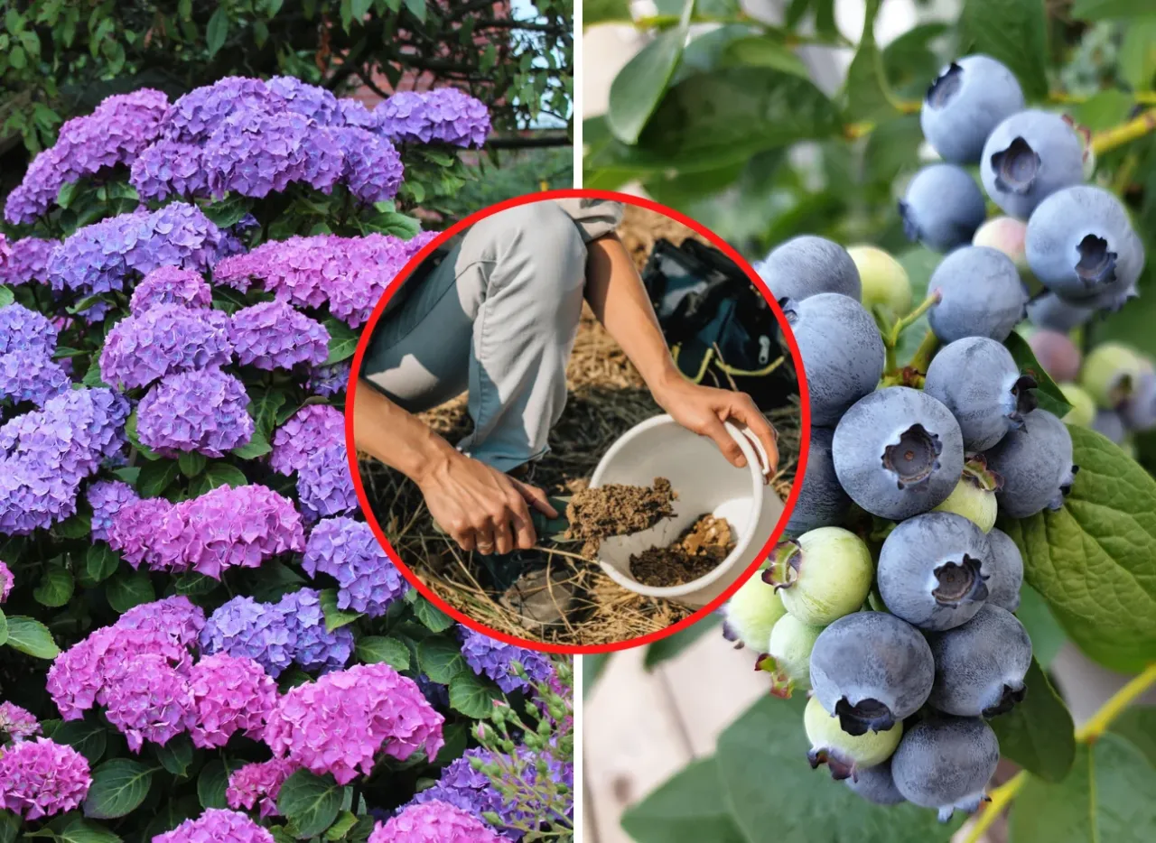 Rośliny kwasolubne w ogrodzie