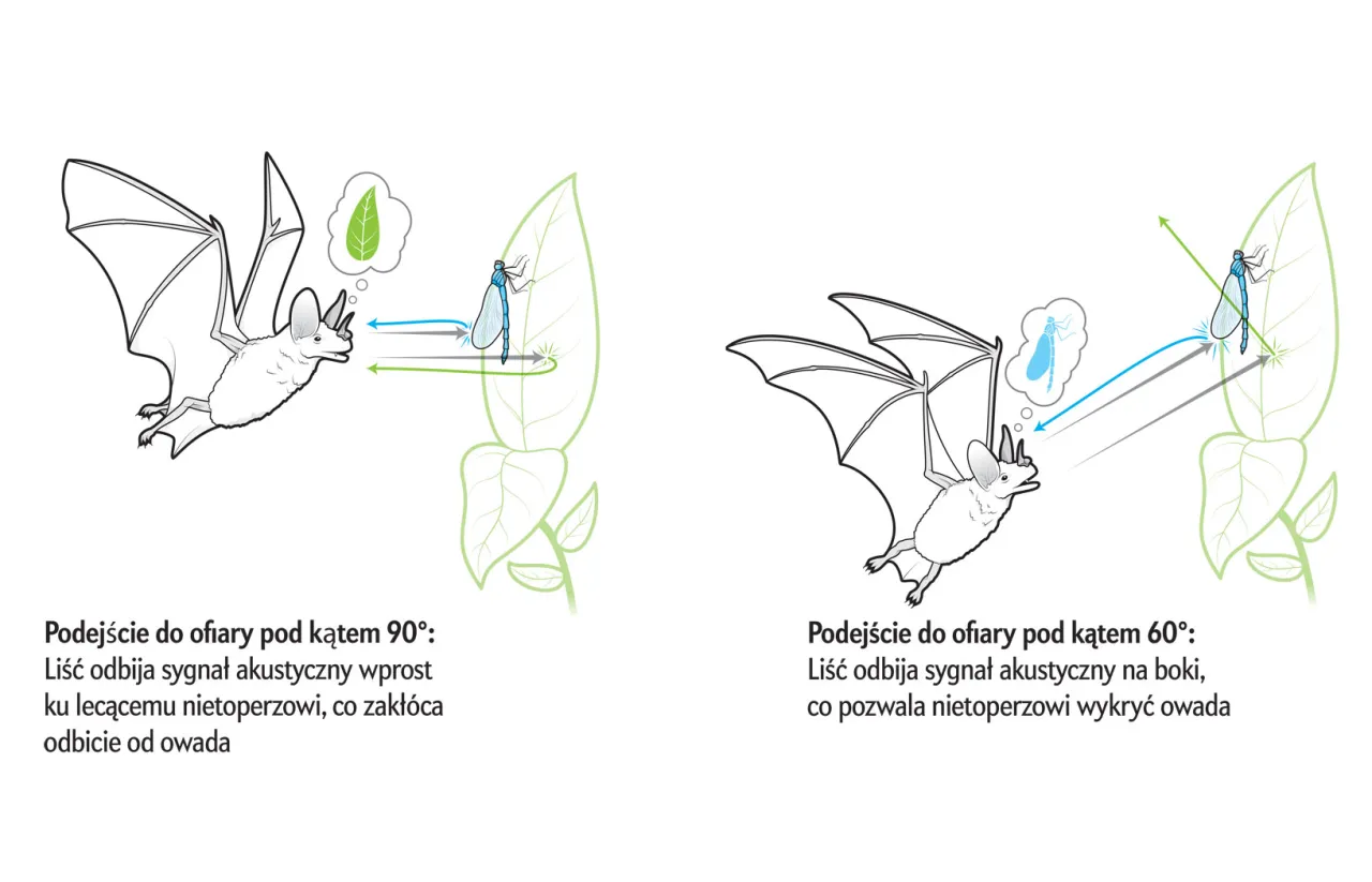 Echolokacja nietoperza schemat