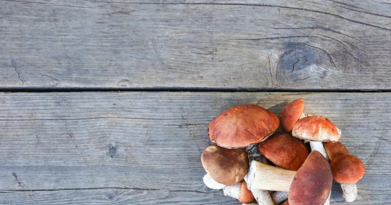 Set and setting - psychodeliki