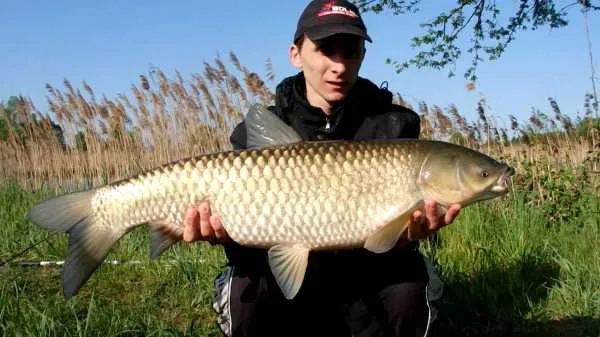 różnice w budowie pyska karpia i amura