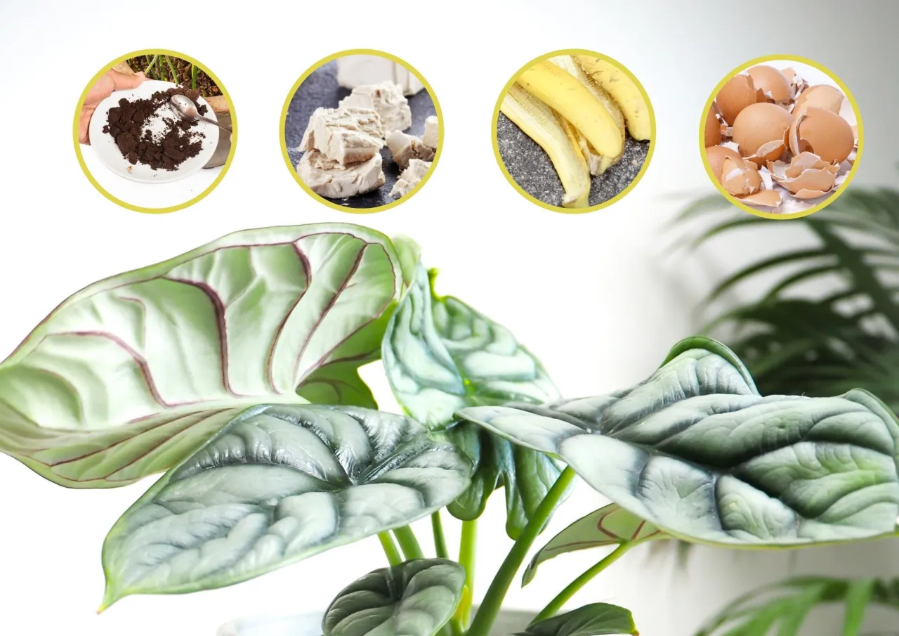 domowe nawozy do kwiatów przepisy