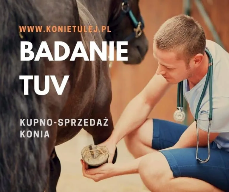 Badanie weterynaryjne konia TUV