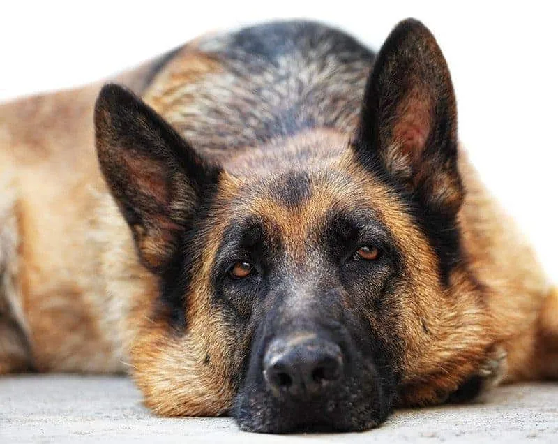 owczarek niemiecki objawy starości