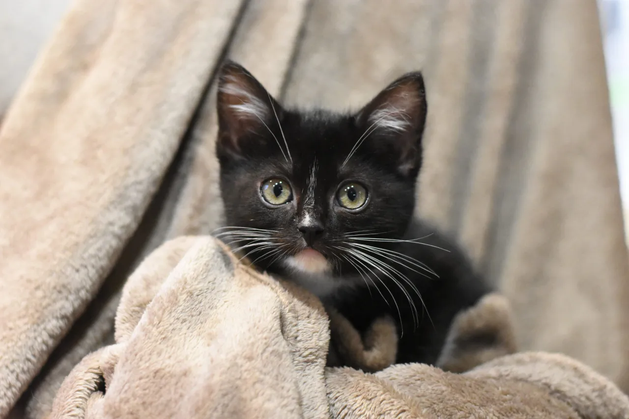 Weterynarz szczepiący małego kotka