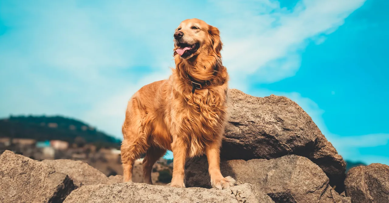Zdjęcie Dla kogo golden retriever? Sprawdź, czy to pies dla Ciebie