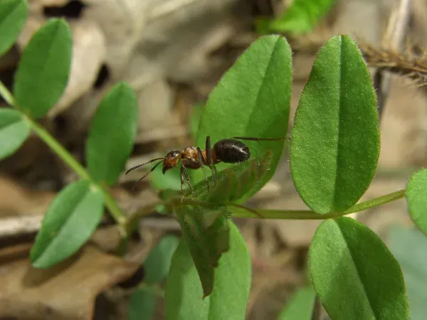domowe sposoby na mrówki w ogrodzie