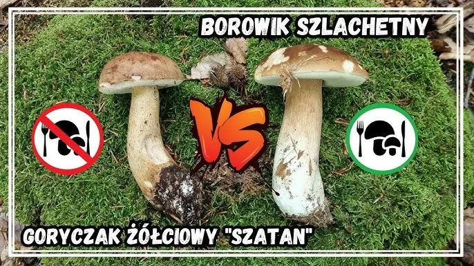 Goryczak ż&oacute;łciowy vs borowik szlachetny por&oacute;wnanie