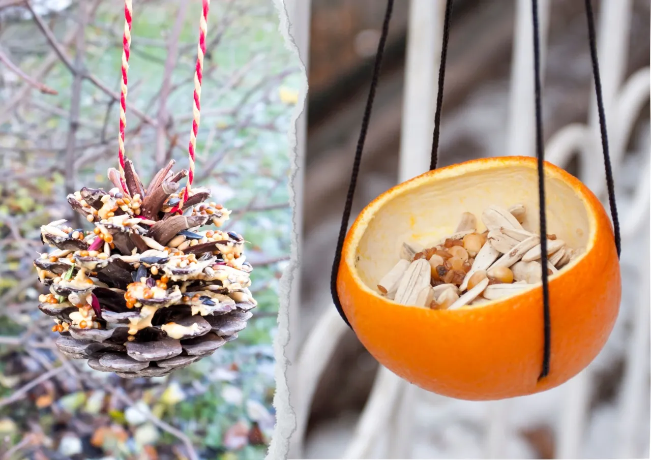 karmnik dla ptak&oacute;w z nasionami słonecznika