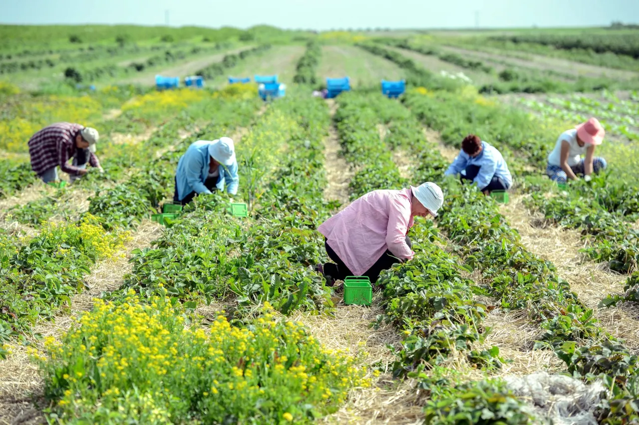 koszty zakwaterowania praca sezonowa Polska