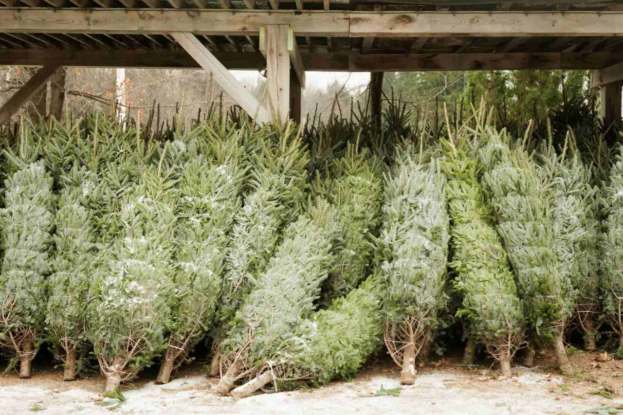 Rzędy choinek pod drewnianą wiatą, gotowe do sprzedaży. To dobry widok dla tych, kt&oacute;rzy zastanawiają się, jak założyć plantację choinek.