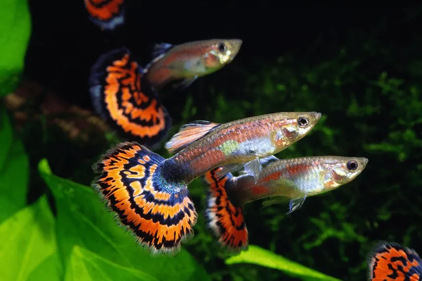 zdrowy gupik w akwarium