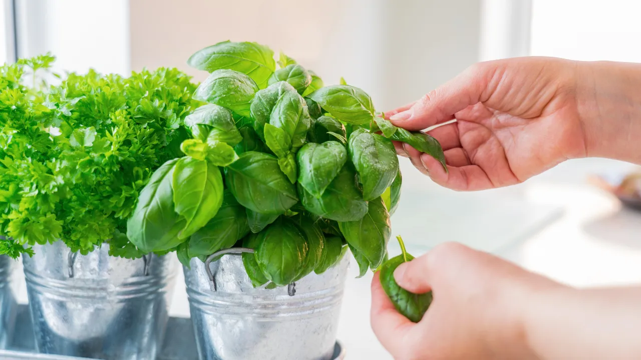 Dłoń zbiera listek bazylii z doniczki. Zastanawiasz się, jak często podlewać bazylię? Obok rośnie natka pietruszki.