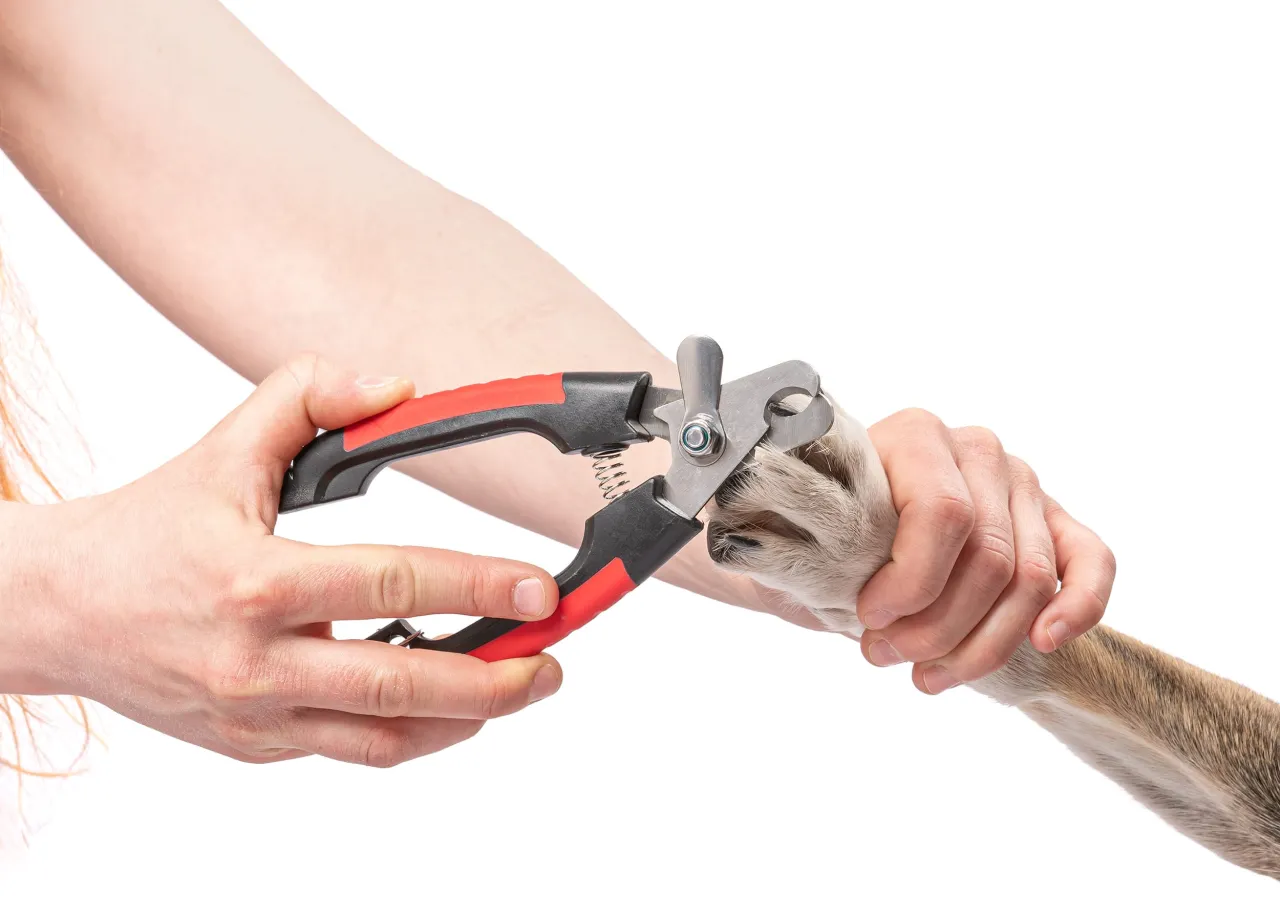 profesjonalne cążki do pazur&oacute;w psa weterynarz