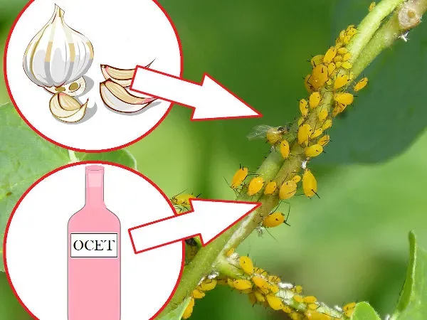 domowe sposoby na mszyce na kwiatach