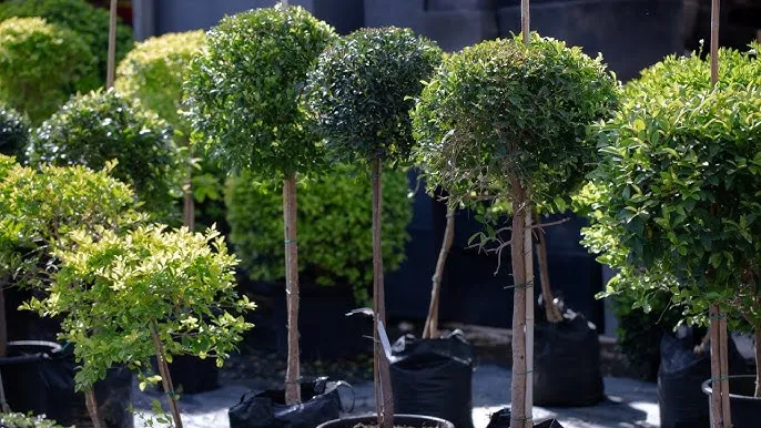 Zimozielone krzewy na taras