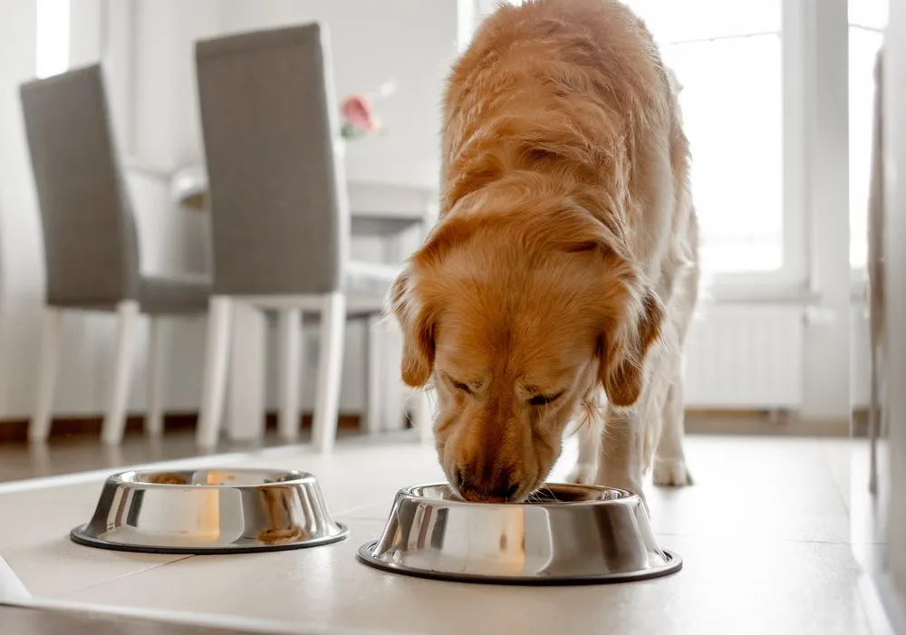 schemat trawienia psa błonnik rozpuszczalny nierozpuszczalny