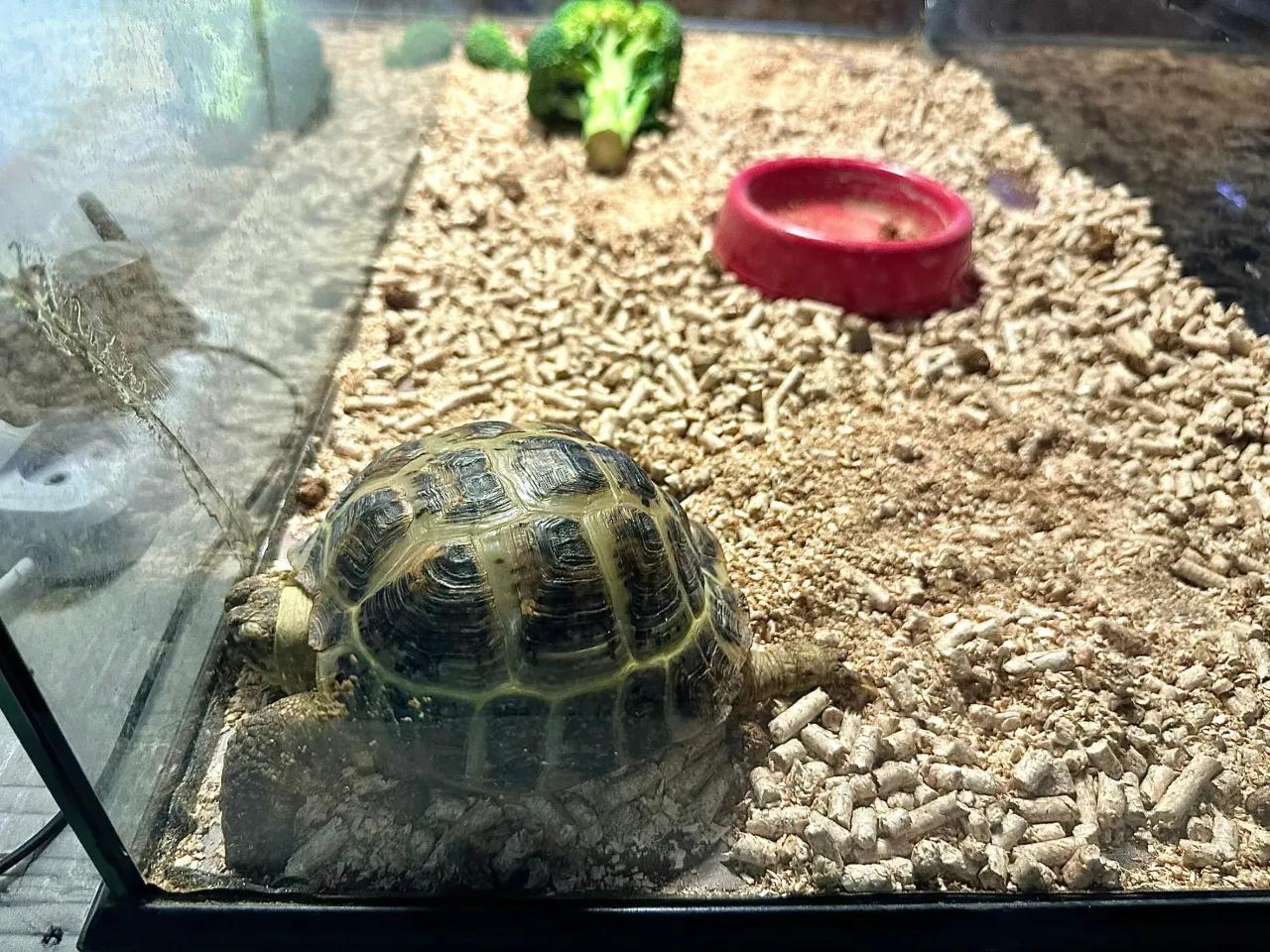 terrarium dla ż&oacute;łwia lądowego