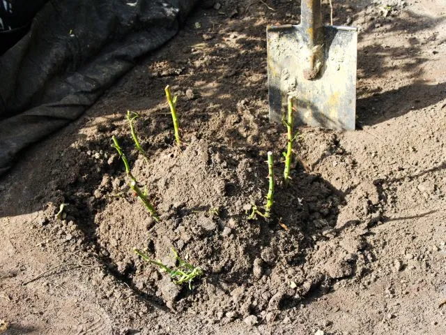 sadzenie r&oacute;ż jesienią kopczykowanie