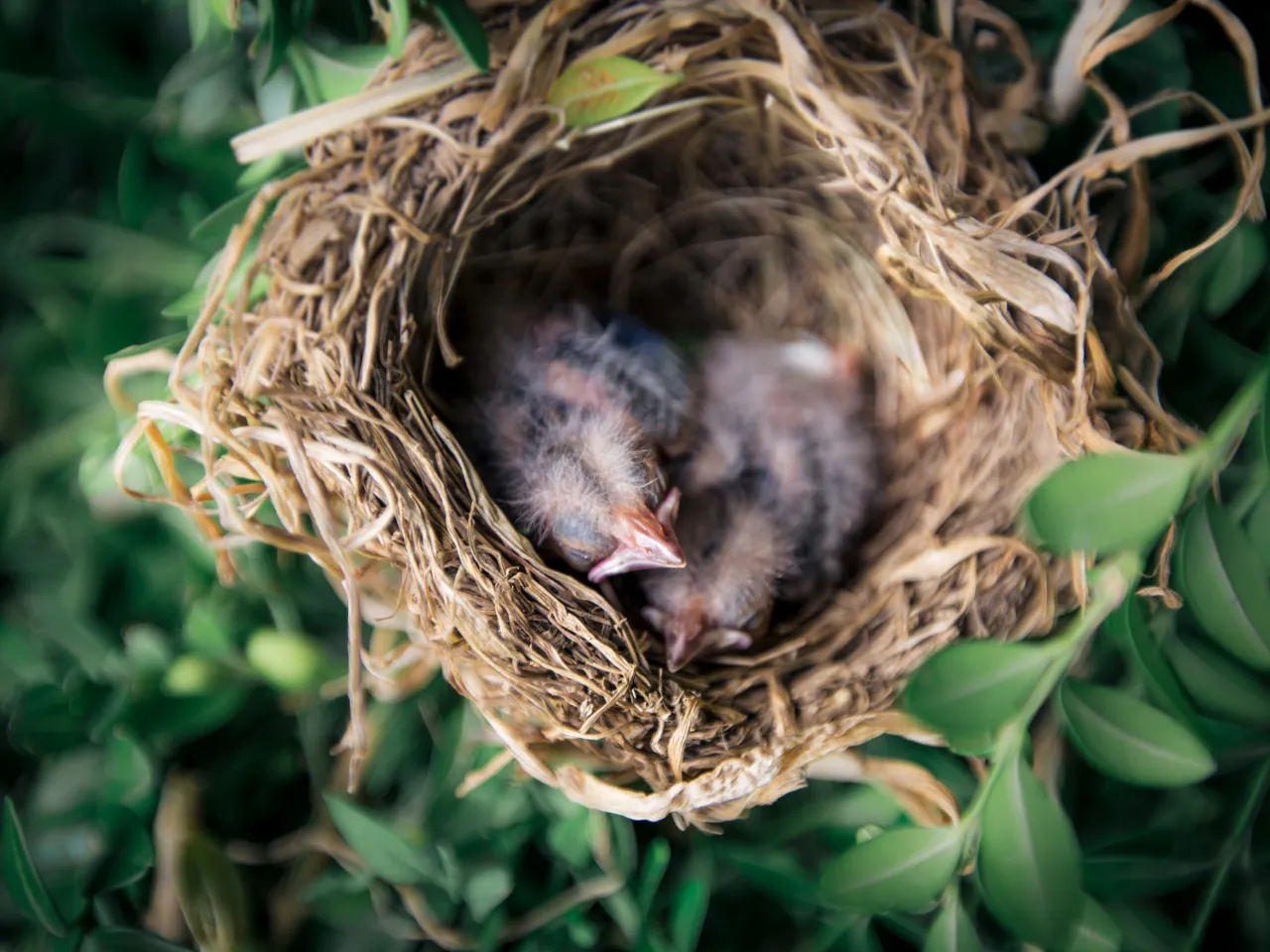 kalendarz okres lęgowy ptak&oacute;w Polska