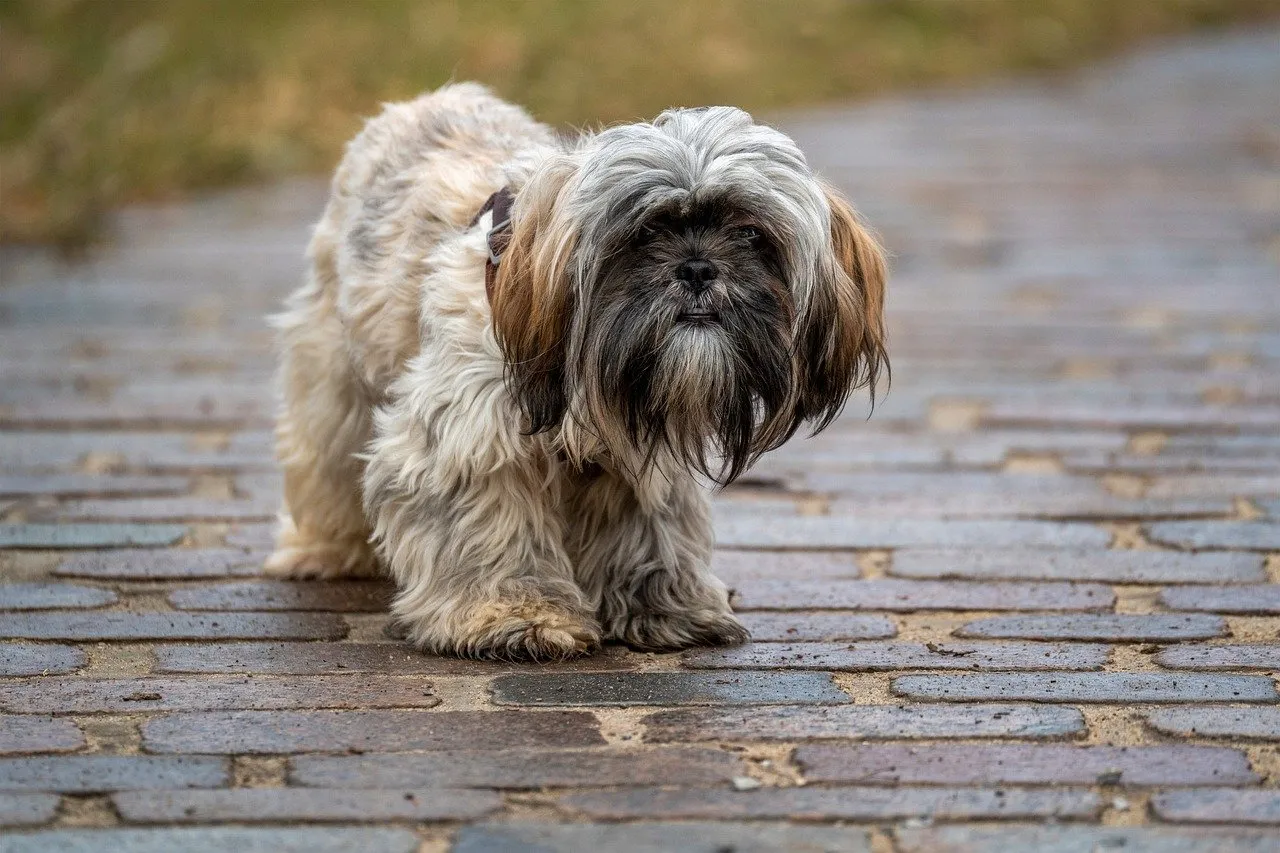 mechanizm zatrucia czosnkiem u psa