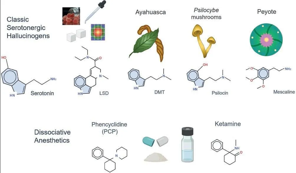 psylocybina ayahuasca lsd