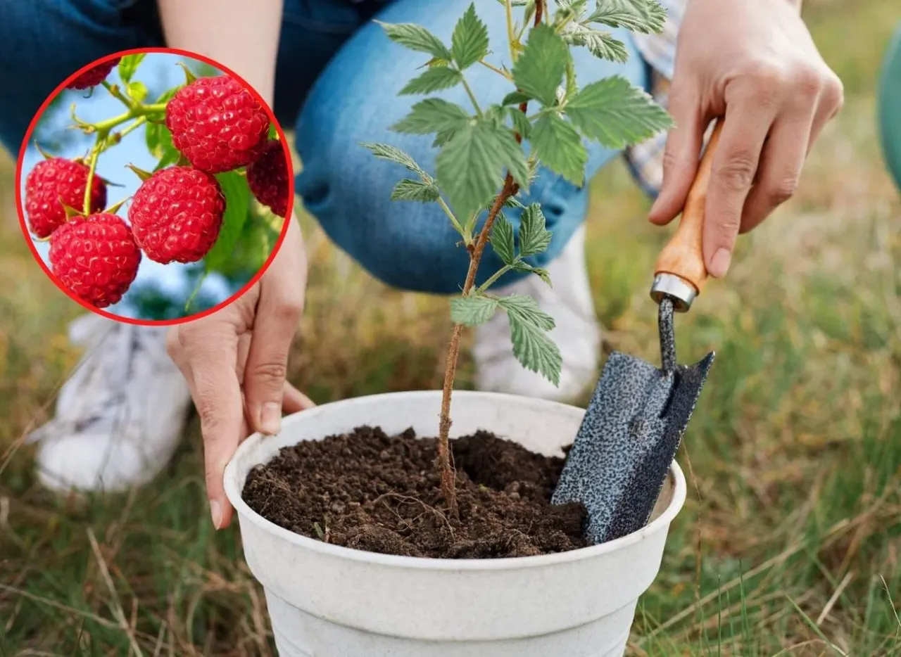 przygotowanie gleby pod maliny