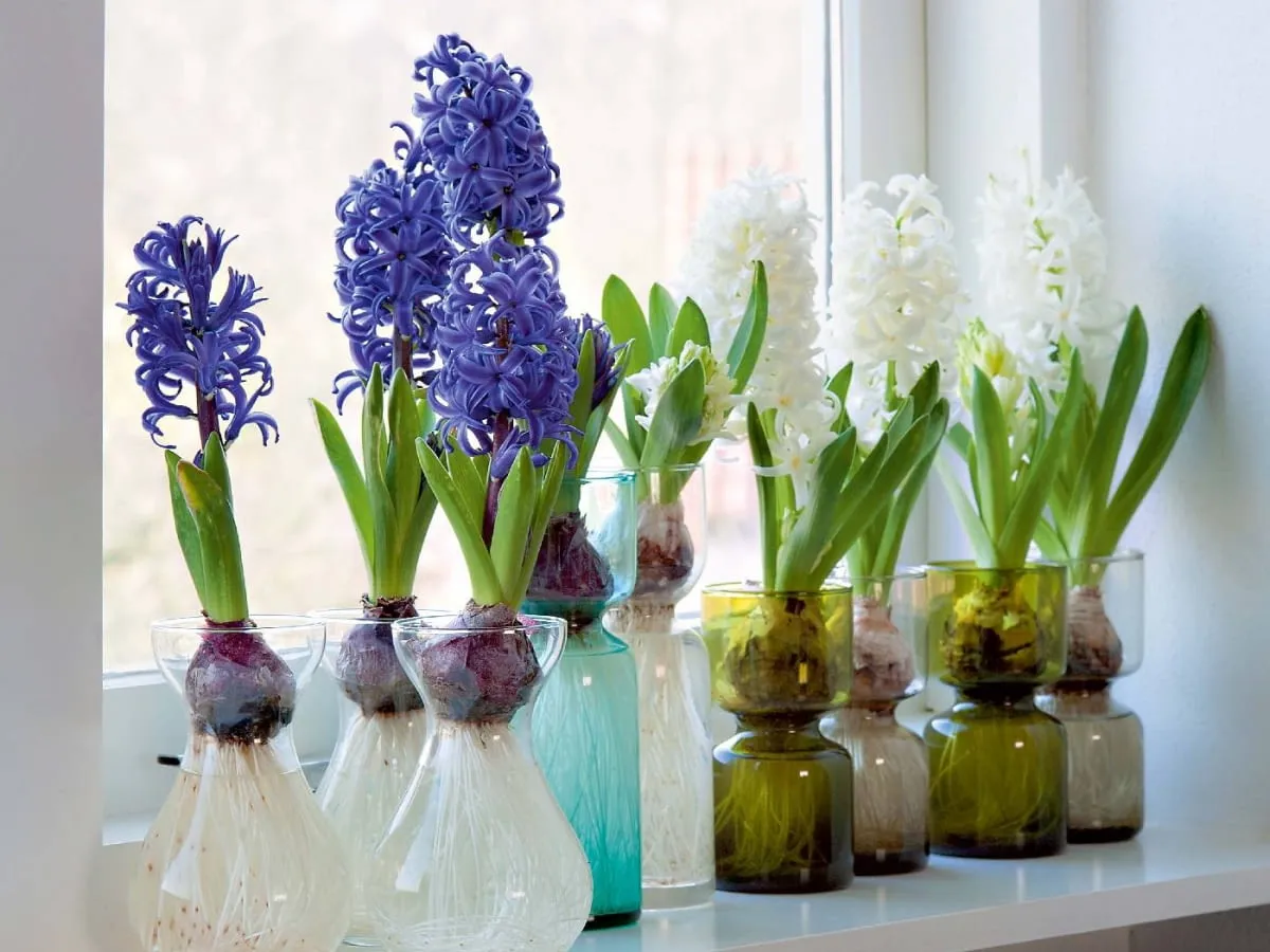 Hiacynt w doniczce kwitnący