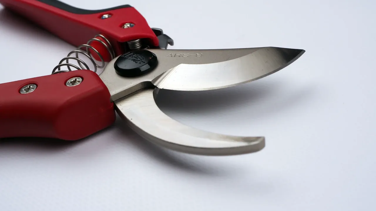 ogrodnik przygotowujący sekator do przycinania wierzby