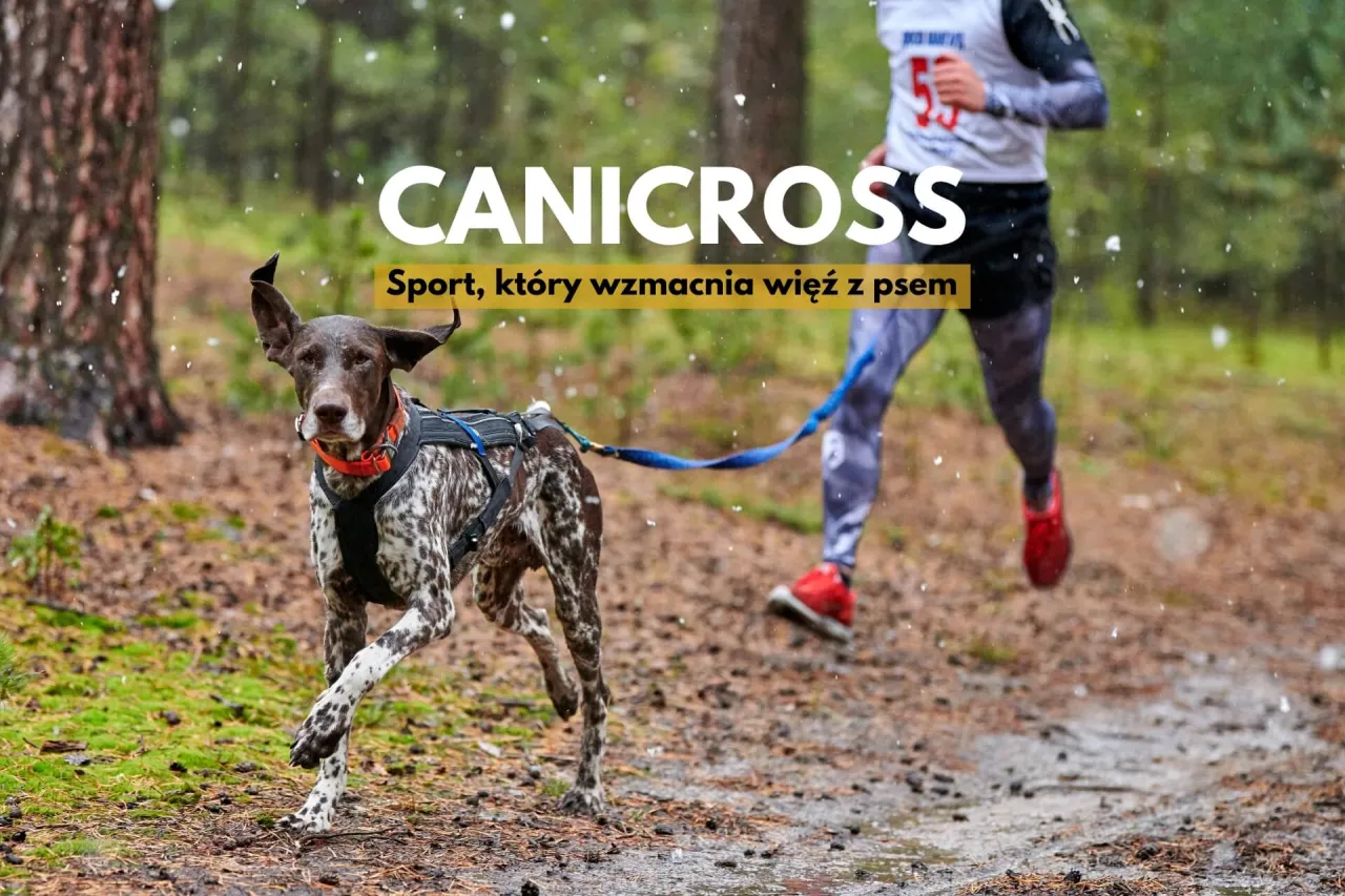 Bieganie z psem po leśnych ścieżkach i nawadnianie psa