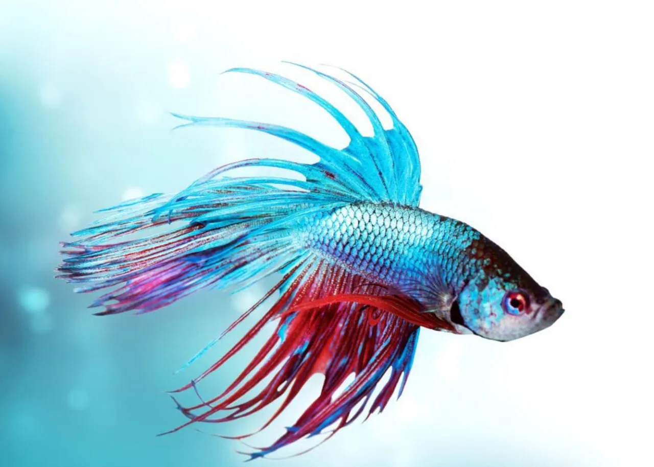 Zdrowe ryby akwariowe