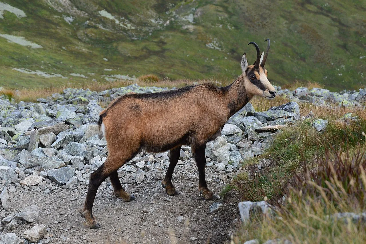 Kozice Tatry Słowackie ochrona przyrody