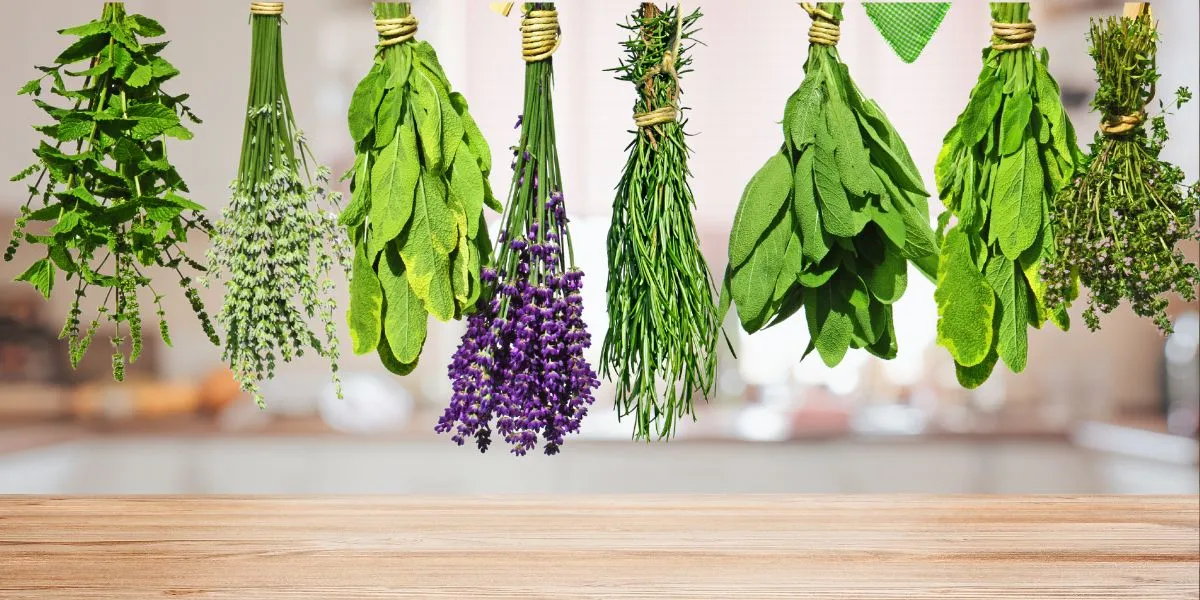 różne świeże zioła do zupy