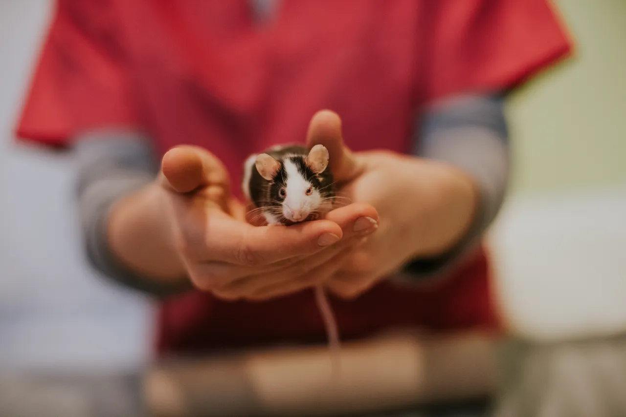 Weterynarz bada chomika, cennik usług weterynaryjnych dla gryzoni